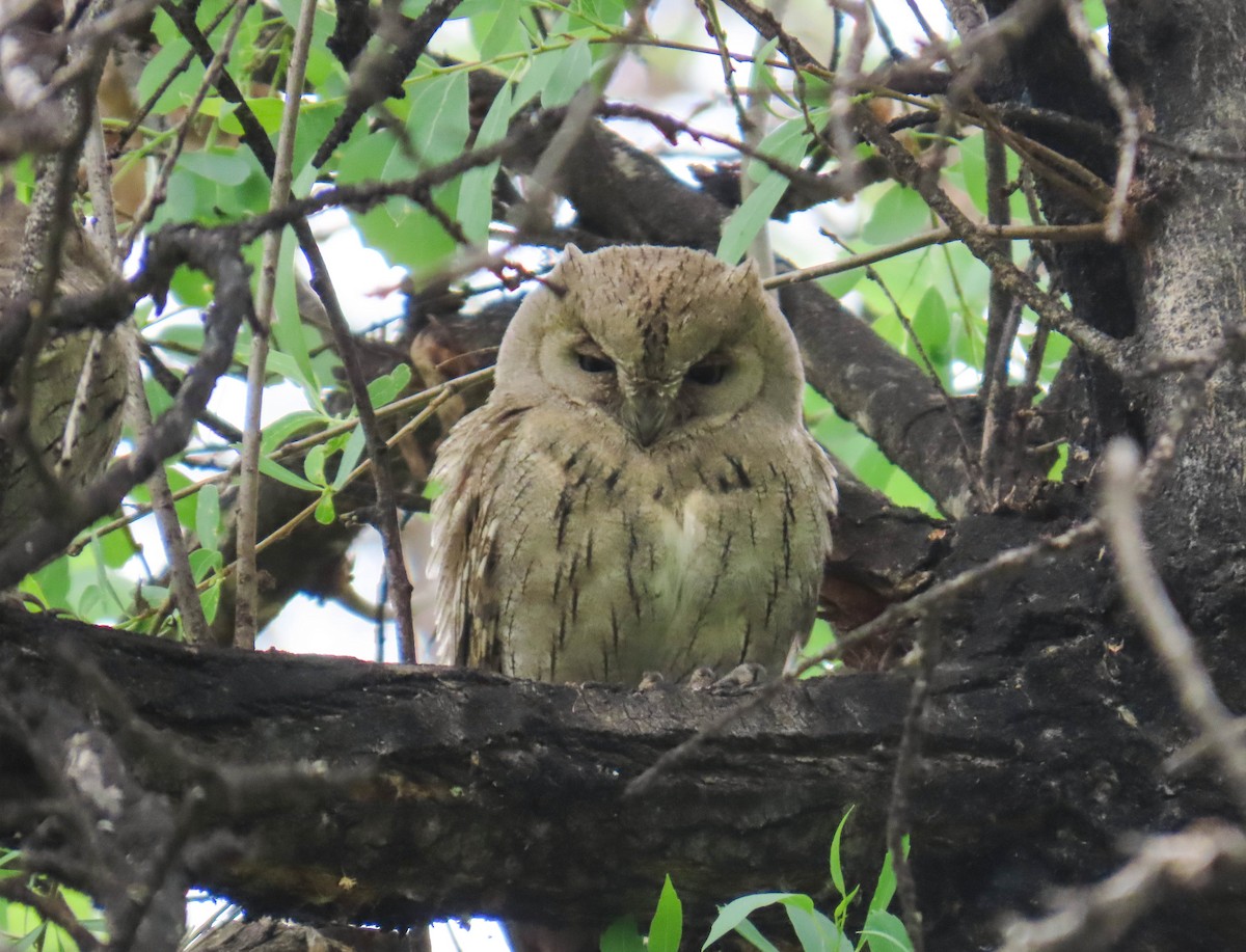 Pallid Scops-Owl - ML633206811