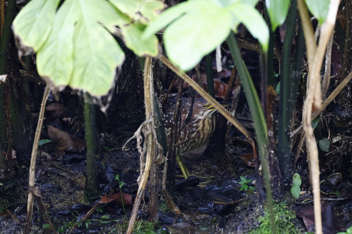 Schrenck's Bittern - ML633206868