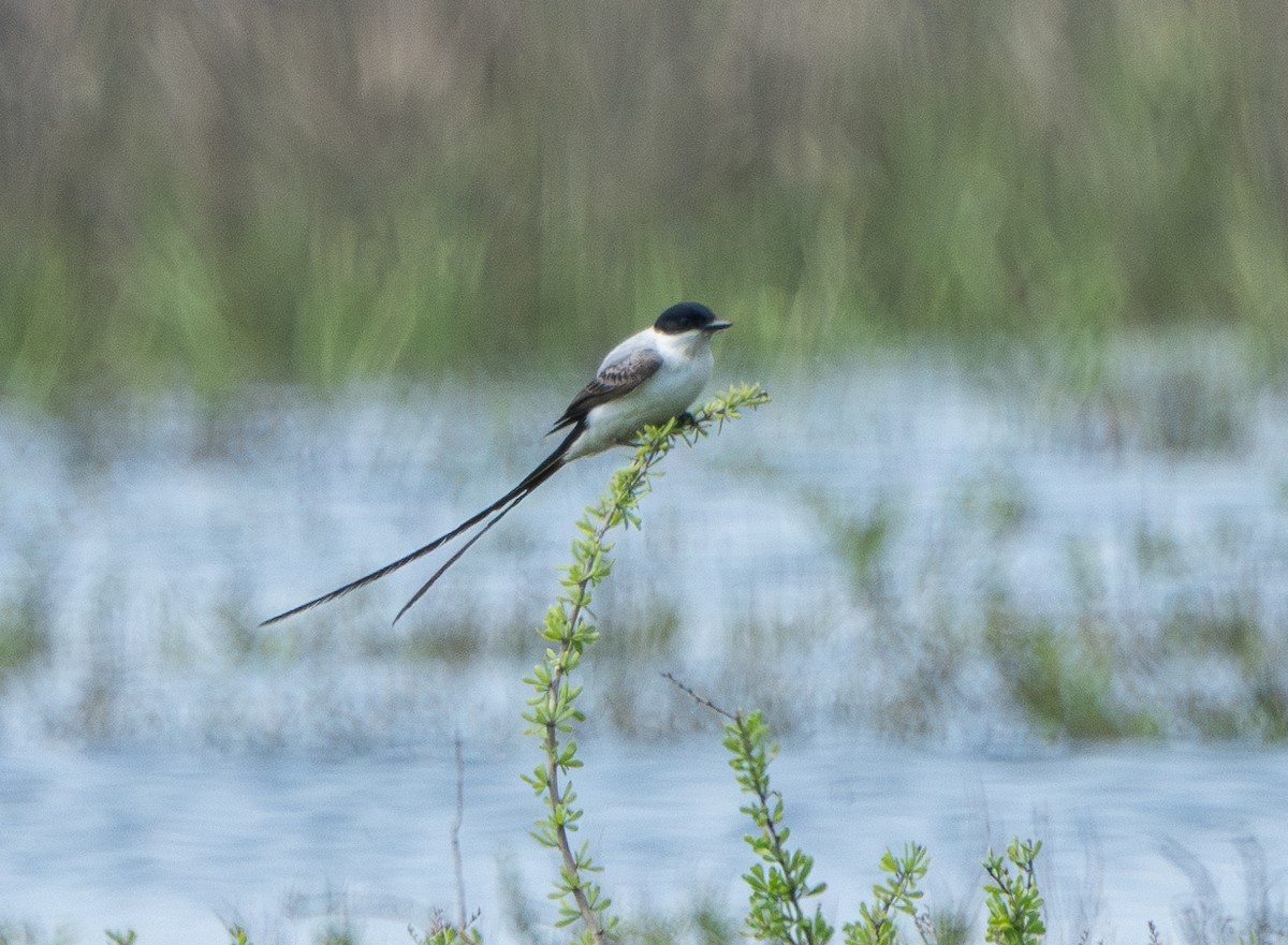 Fork-tailed Flycatcher - ML633206931