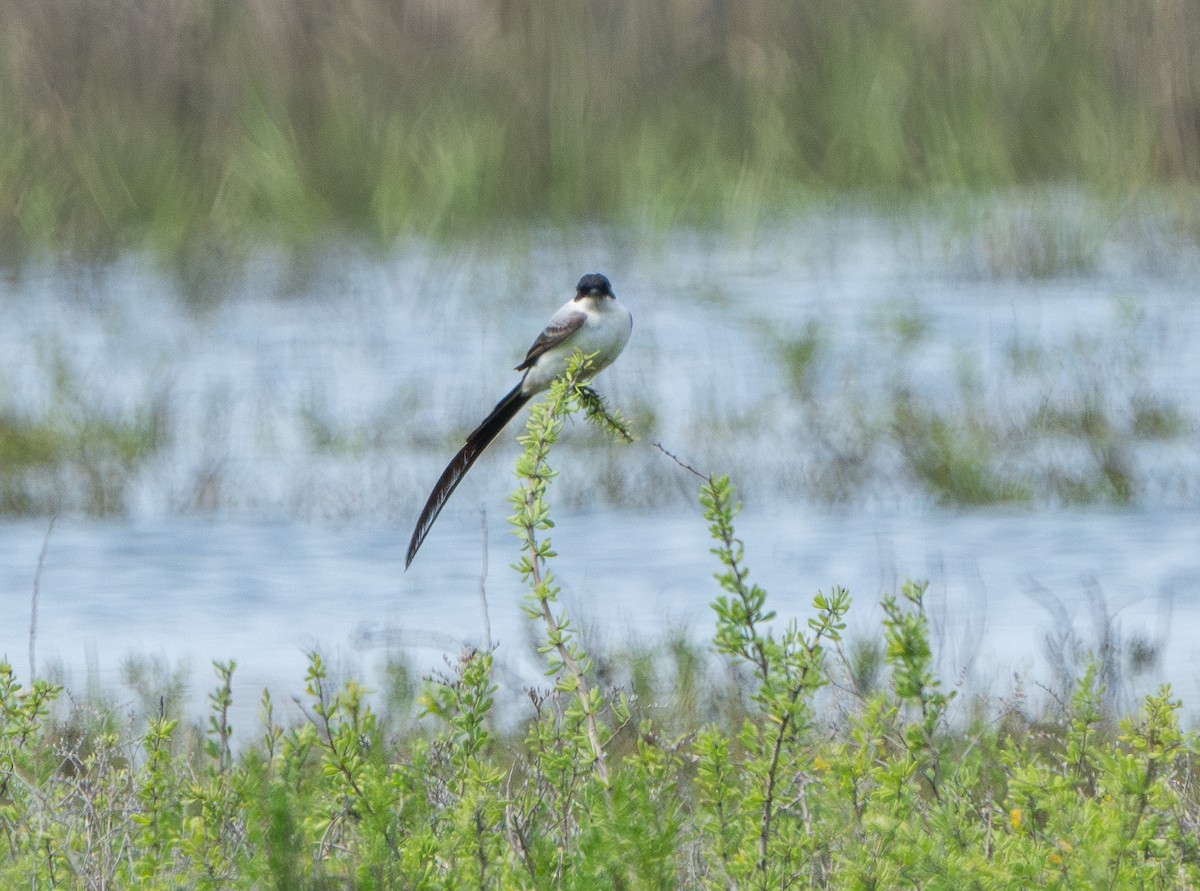 Fork-tailed Flycatcher - ML633206932