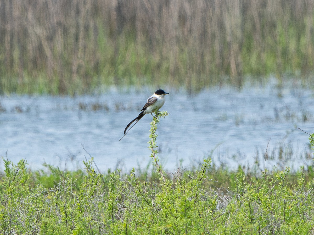 Fork-tailed Flycatcher - ML633206933