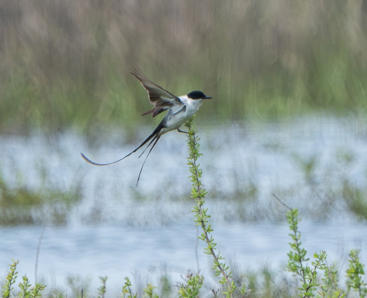 Fork-tailed Flycatcher - ML633206934