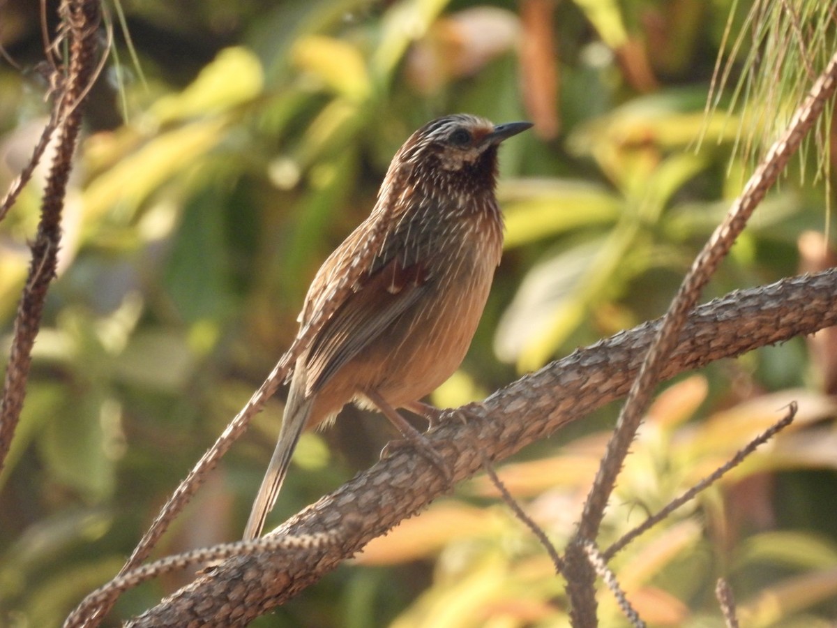 Striped Laughingthrush - ML633206976