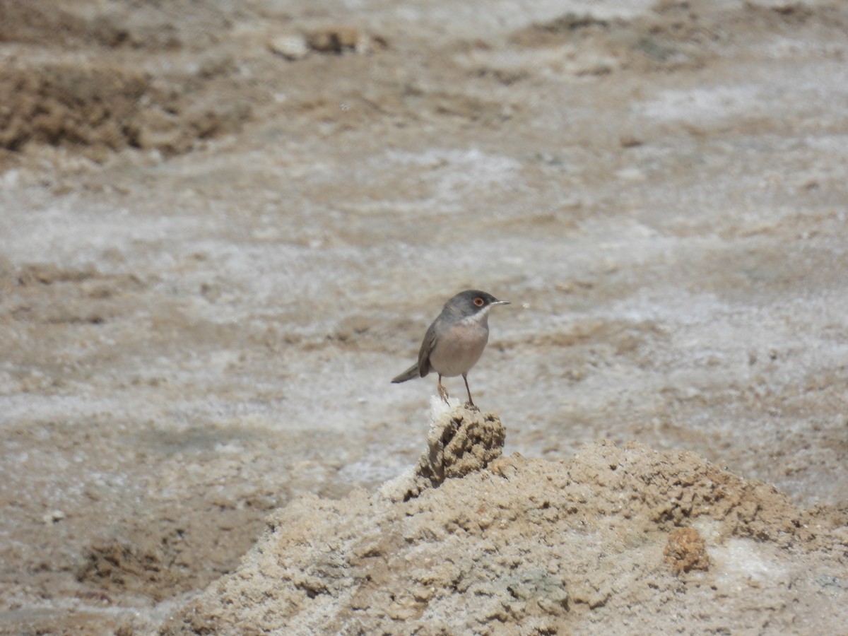 Menetries's Warbler - ML633207017