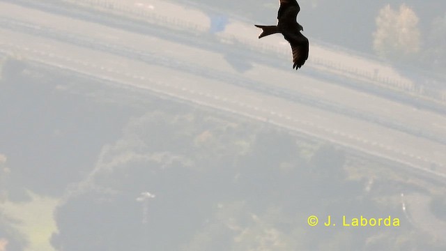Red Kite - ML633207103