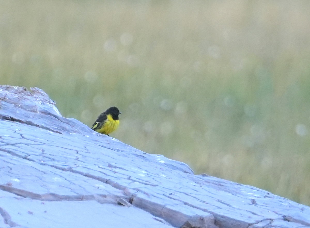 Yellow-rumped Siskin - ML633207161