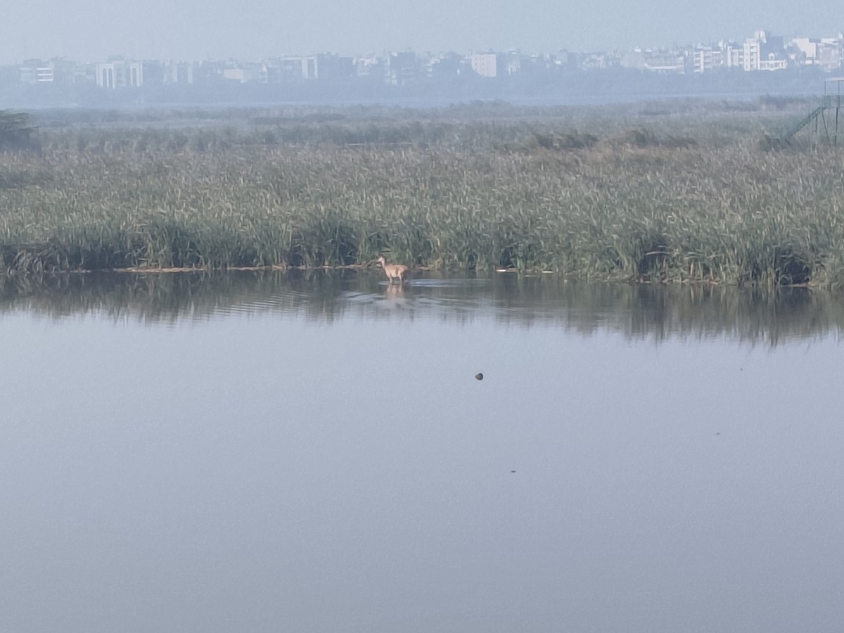 Nilgai - ML633207165