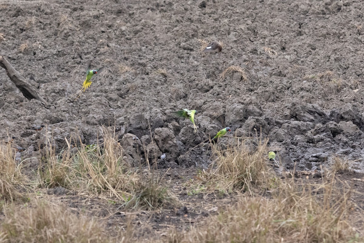 Gray-headed Parakeet - ML633207168