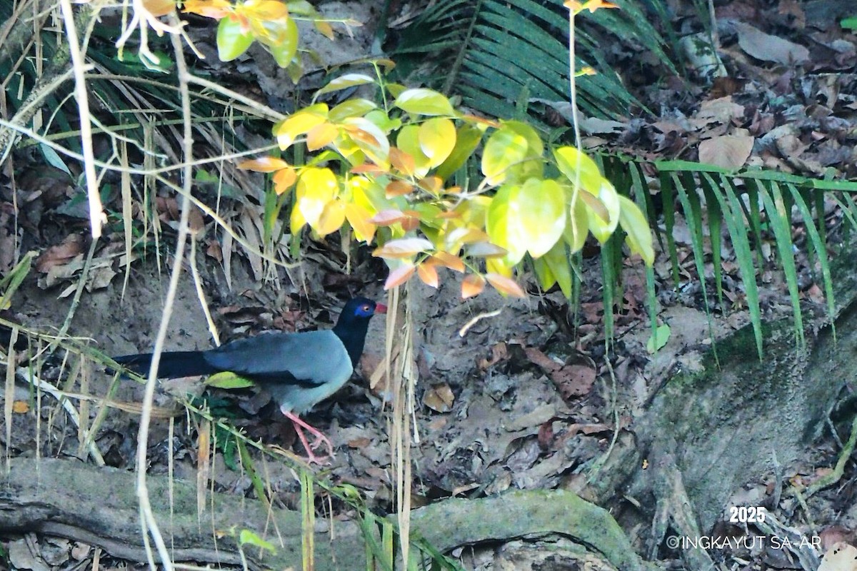 Coral-billed Ground-Cuckoo - ML633207273