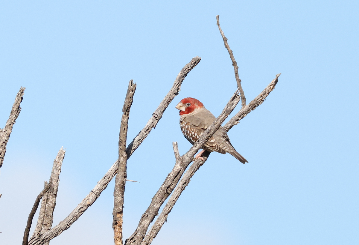 Red-headed Finch - ML633207433