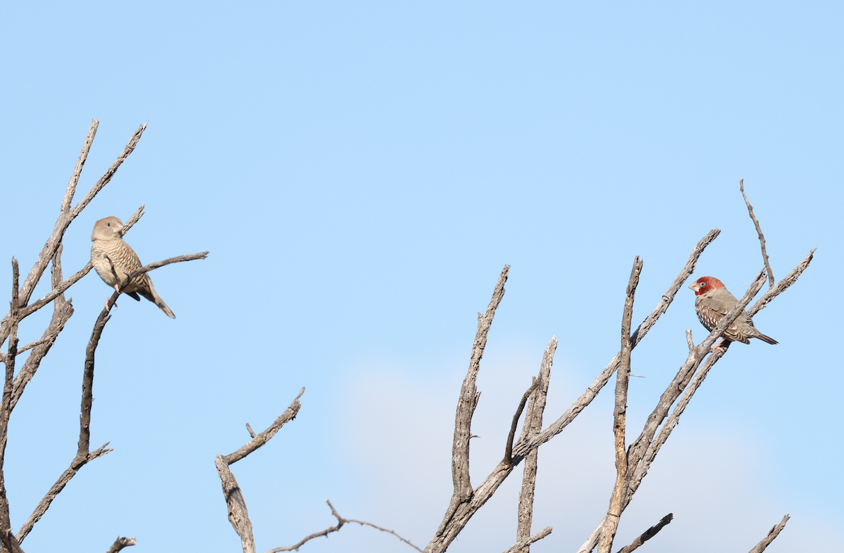 Red-headed Finch - ML633207434