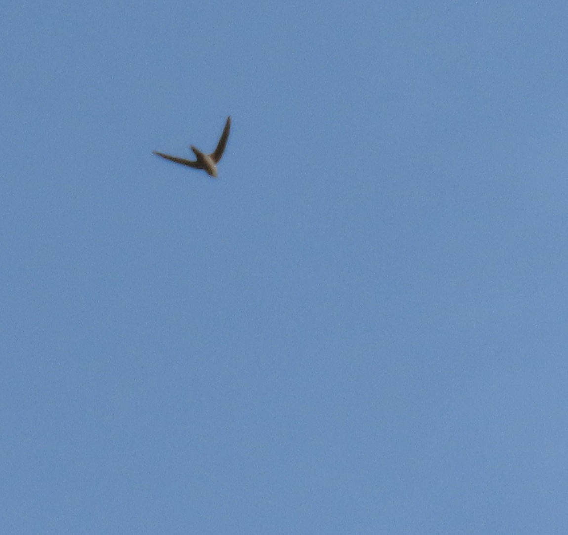 Mottled Swift - ML633207605