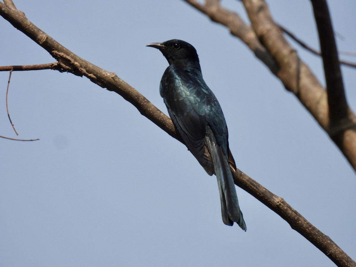 Square-tailed Drongo-Cuckoo - ML633208062