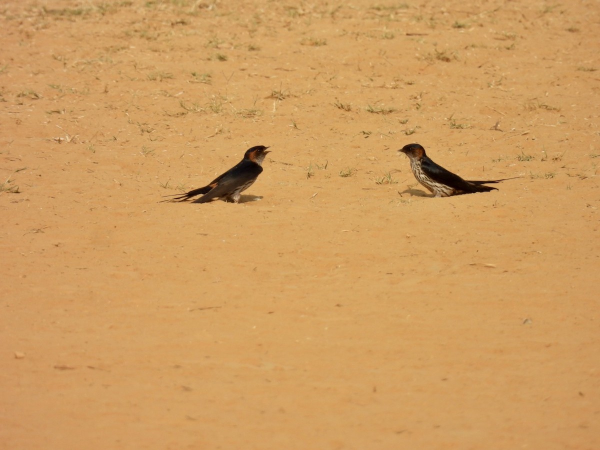 Eastern Red-rumped Swallow (Striated) - ML633208080
