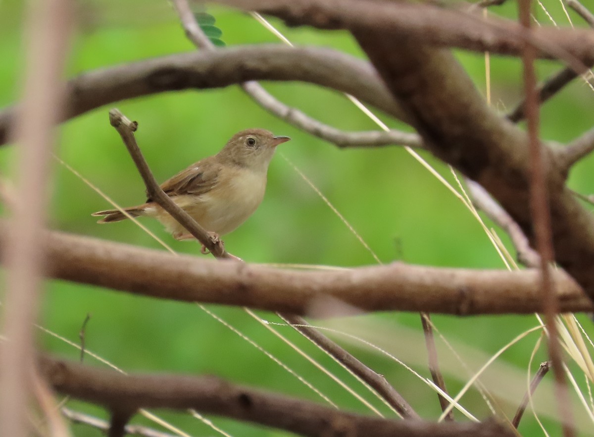 Rufous Cisticola - ML633208084