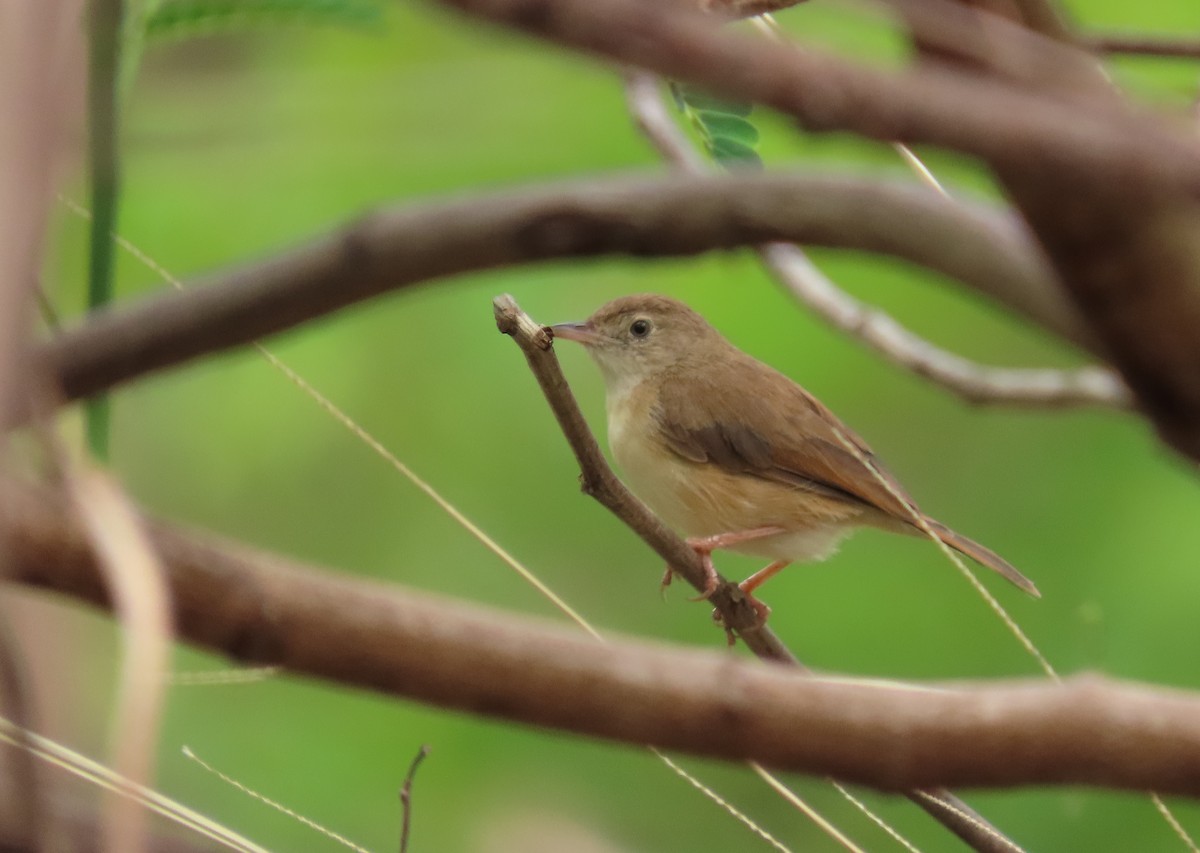 Rufous Cisticola - ML633208094