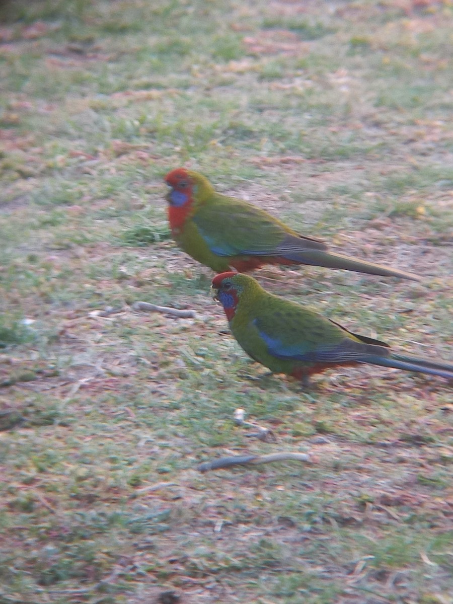 Crimson Rosella - ML633208232