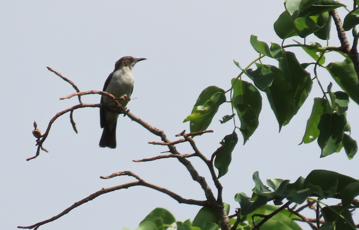 Suimanga Violeta - ML633208378