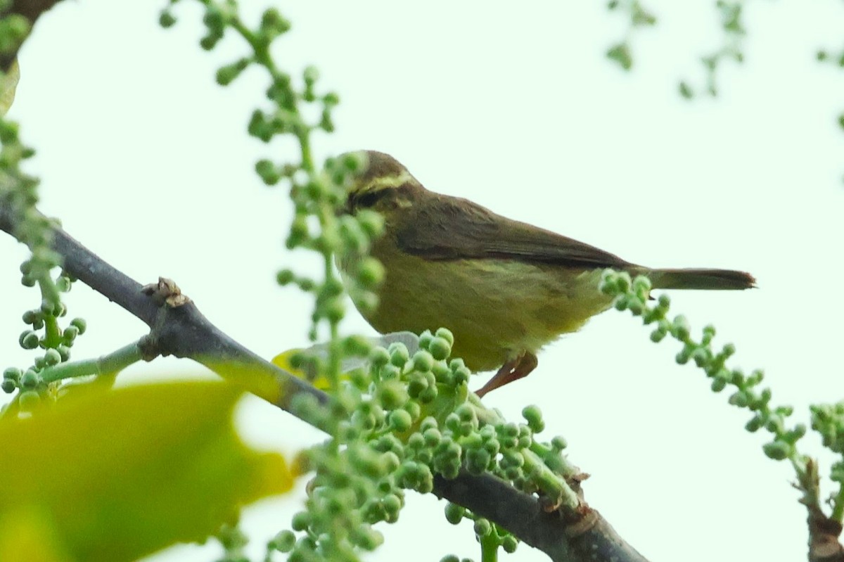 Tickell's Leaf Warbler (Tickell's) - ML633208424