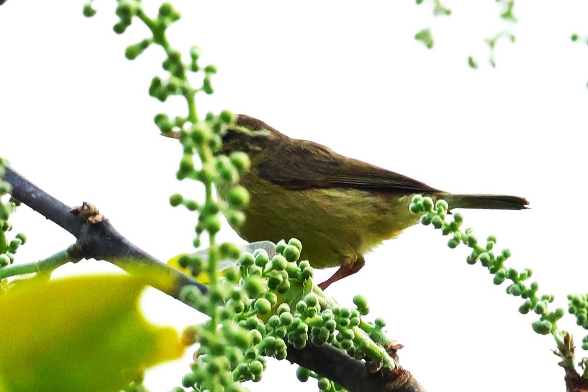 Tickell's Leaf Warbler (Tickell's) - ML633208425
