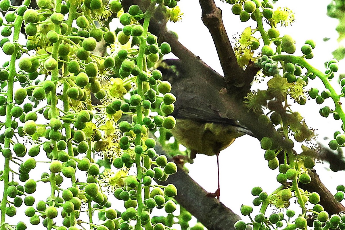 Tickell's Leaf Warbler (Tickell's) - ML633208427