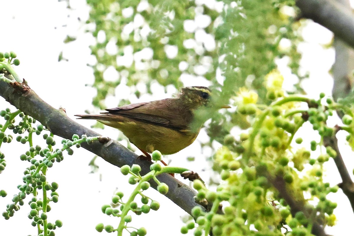 Tickell's Leaf Warbler (Tickell's) - ML633208428