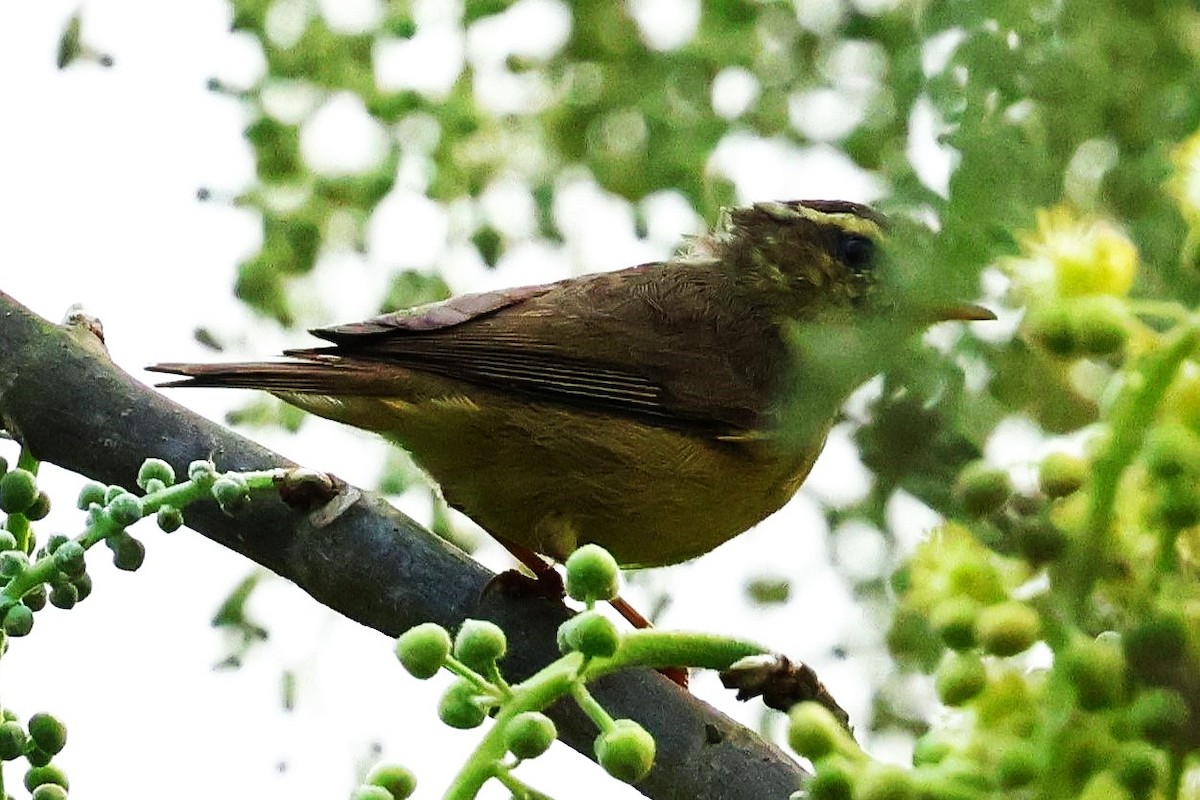 Tickell's Leaf Warbler (Tickell's) - ML633208429