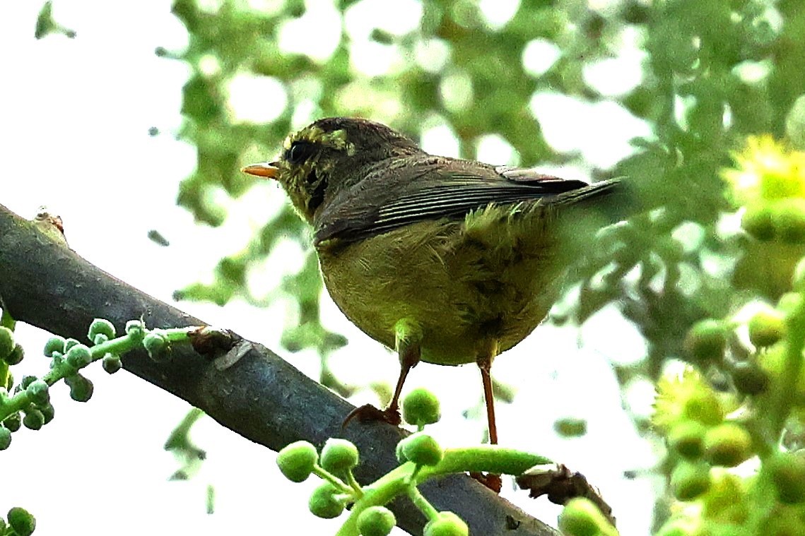 Tickell's Leaf Warbler (Tickell's) - ML633208430