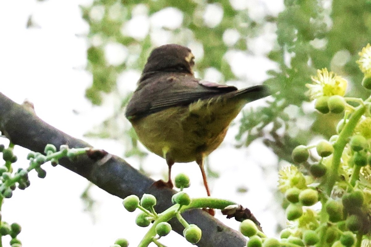 Tickell's Leaf Warbler (Tickell's) - ML633208431
