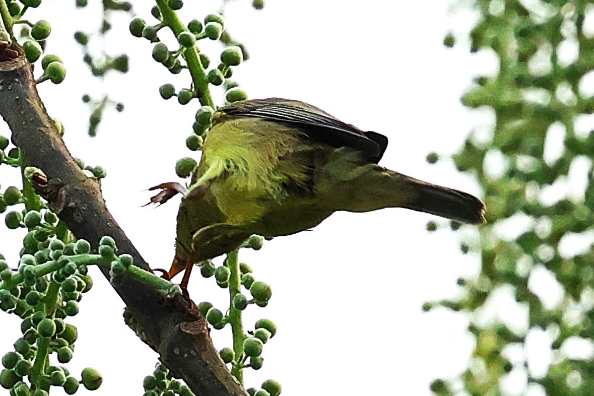 Tickell's Leaf Warbler (Tickell's) - ML633208432
