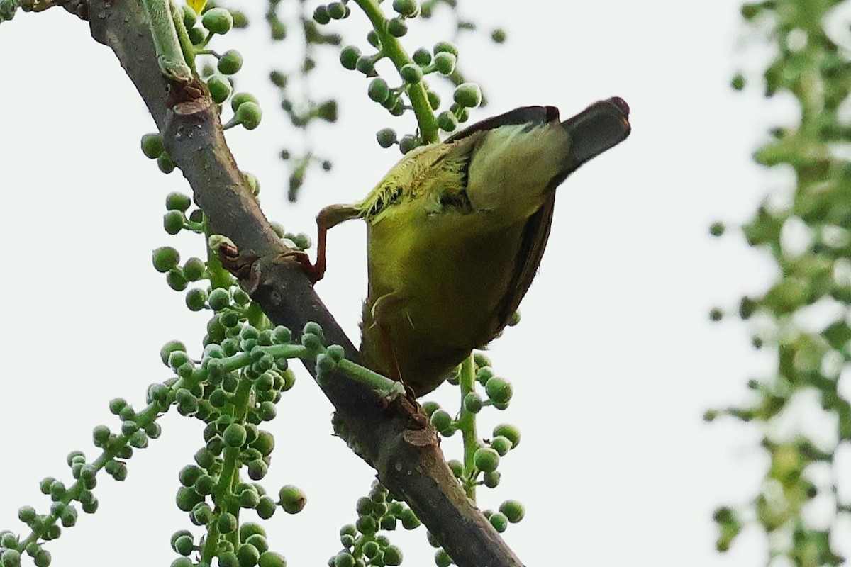 Tickell's Leaf Warbler (Tickell's) - ML633208433