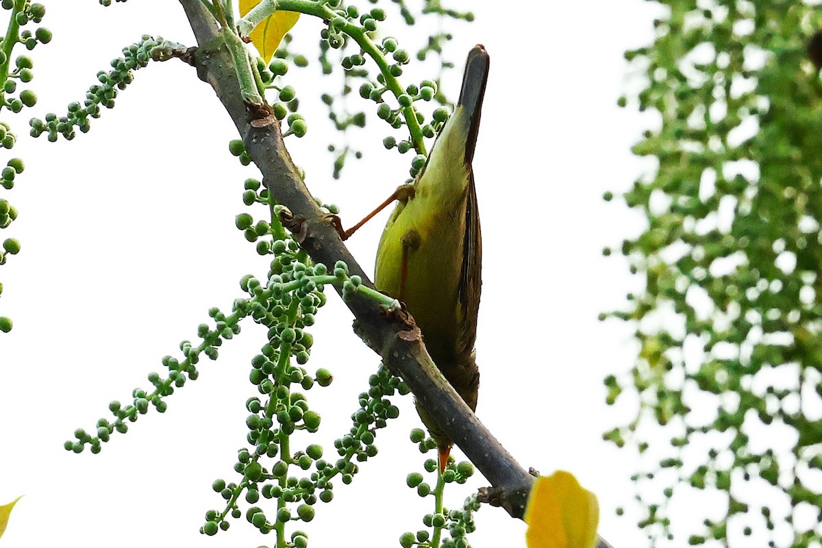 Tickell's Leaf Warbler (Tickell's) - ML633208434