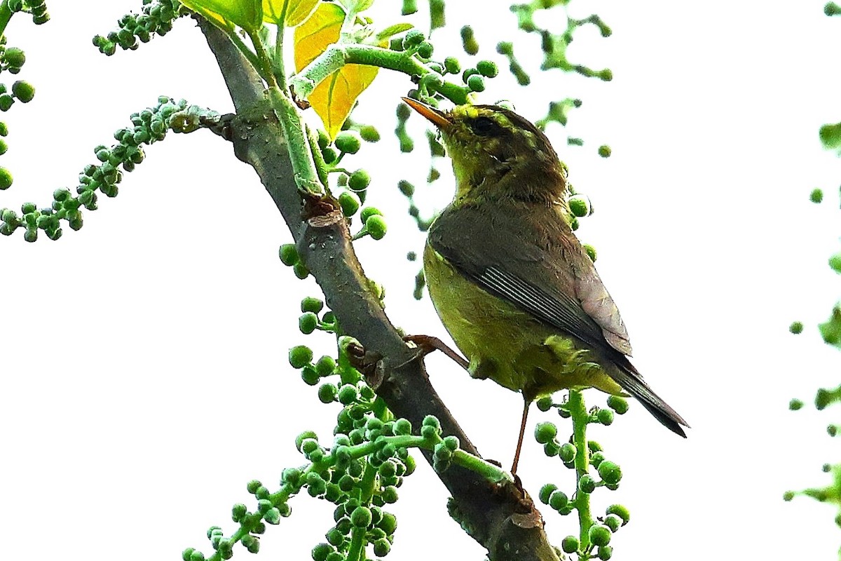Tickell's Leaf Warbler (Tickell's) - ML633208435