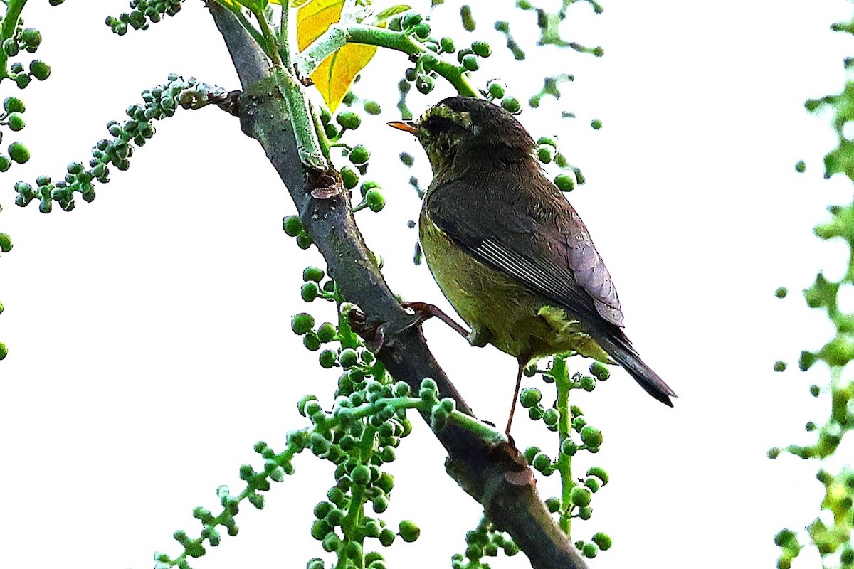 Tickell's Leaf Warbler (Tickell's) - ML633208436
