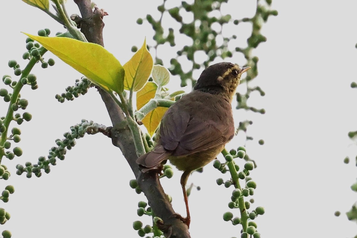 Tickell's Leaf Warbler (Tickell's) - ML633208437