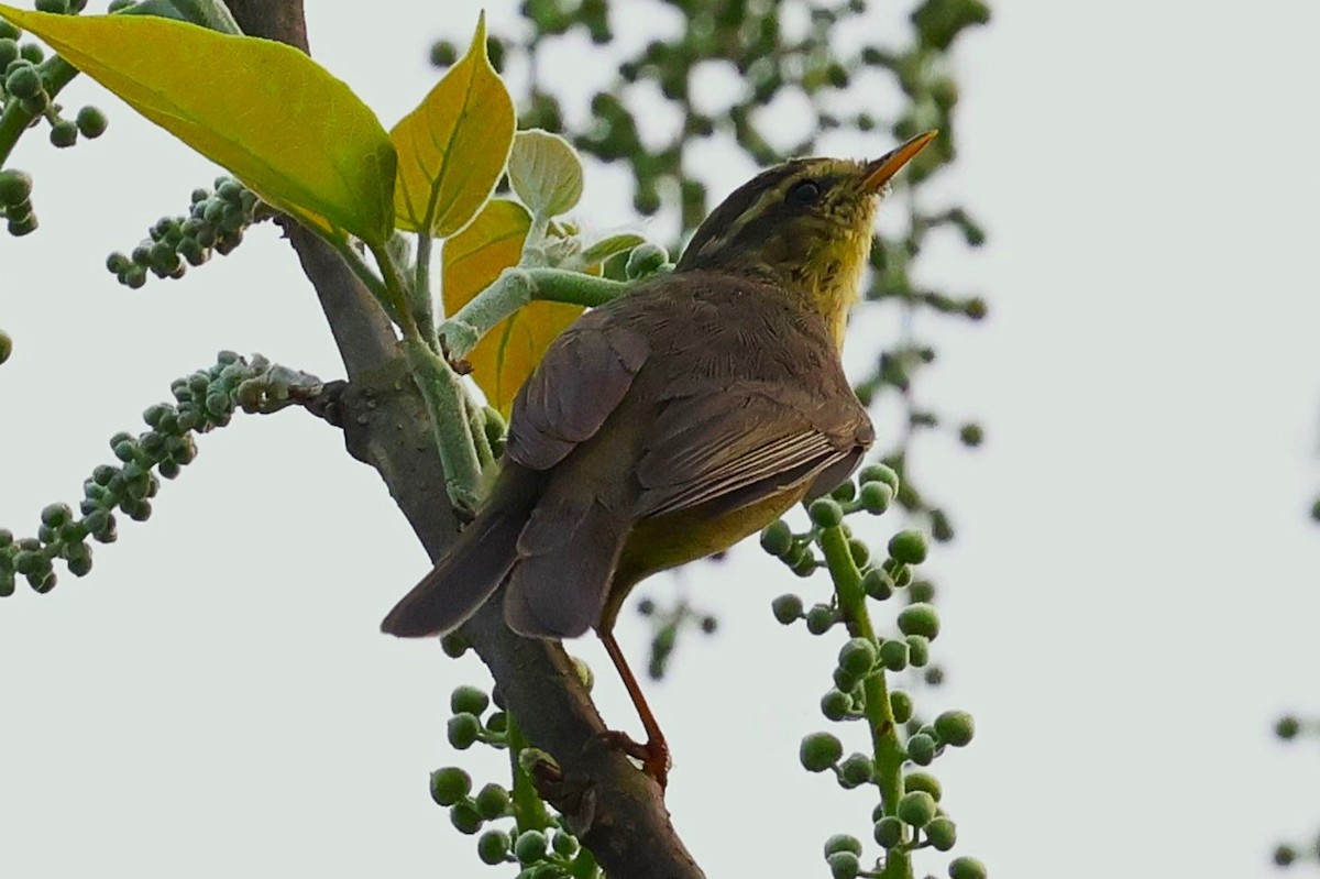 Tickell's Leaf Warbler (Tickell's) - ML633208438