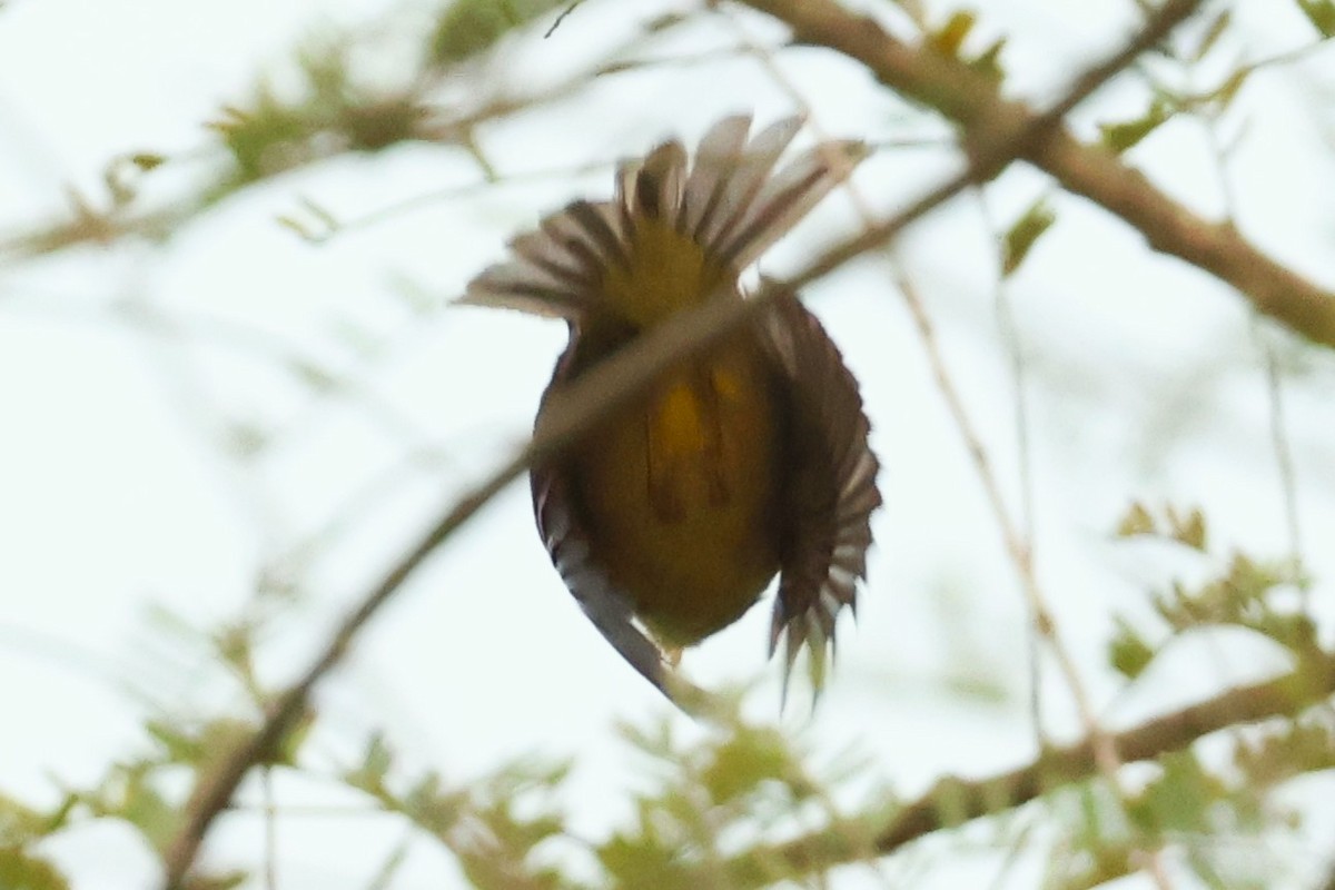Tickell's Leaf Warbler (Tickell's) - ML633208439