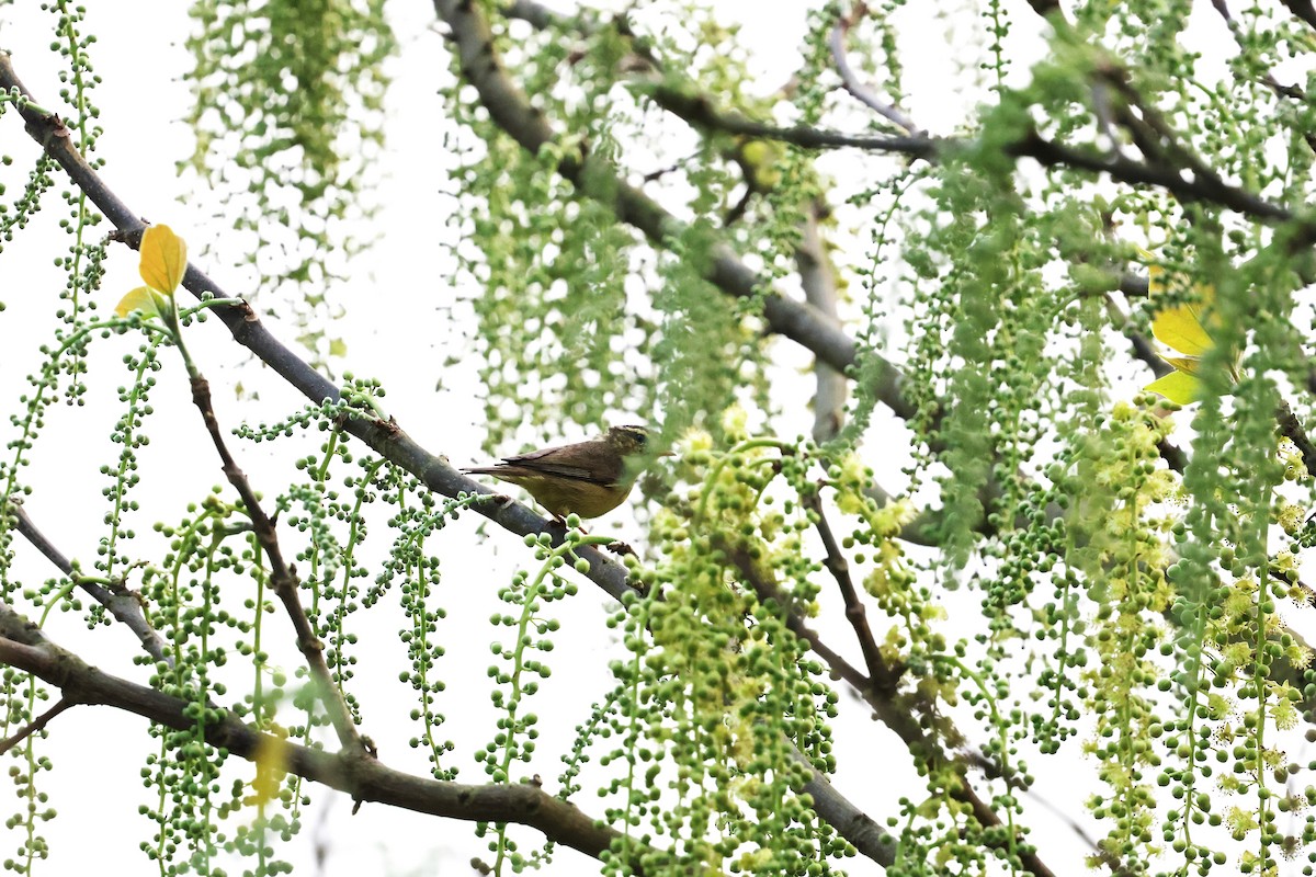 Tickell's Leaf Warbler (Tickell's) - ML633208440