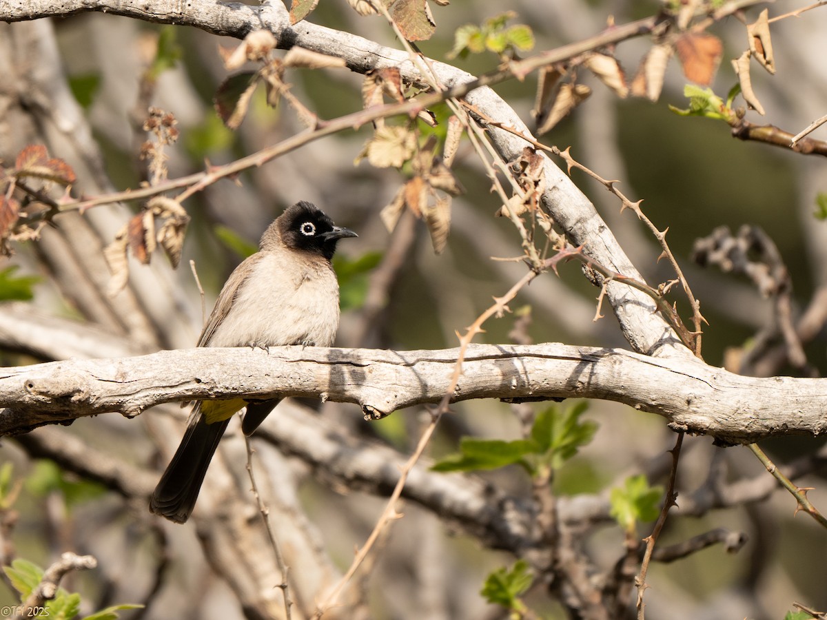 White-spectacled Bulbul - T I
