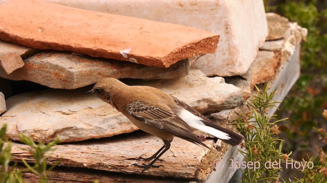 Western Black-eared Wheatear - ML633208838