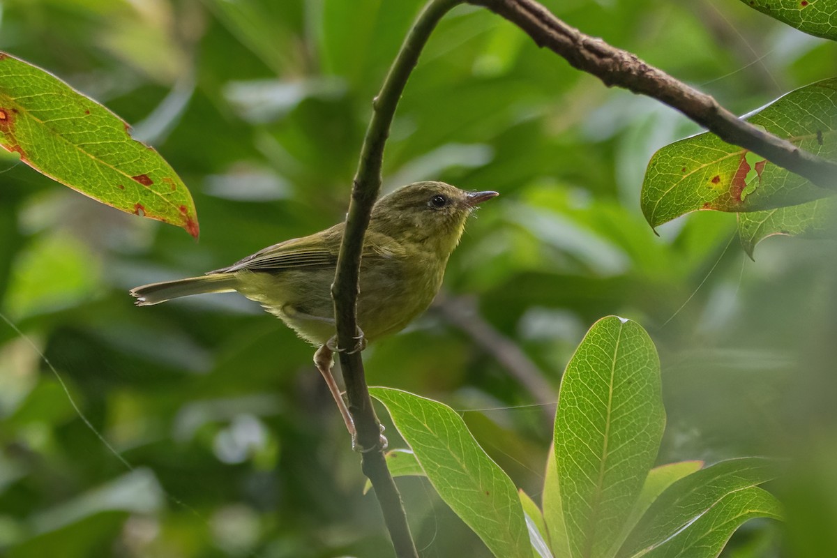 Negros Leaf Warbler - ML633208897