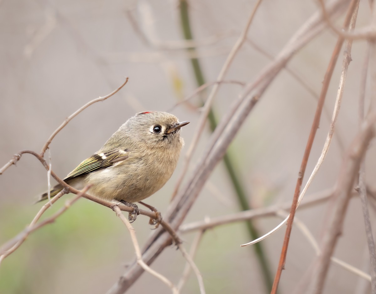 Ruby-crowned Kinglet - ML633208959
