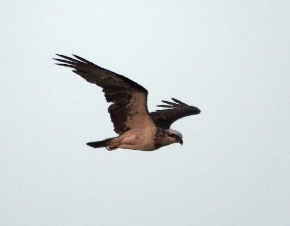 Osprey (Australasian) - ML633208992