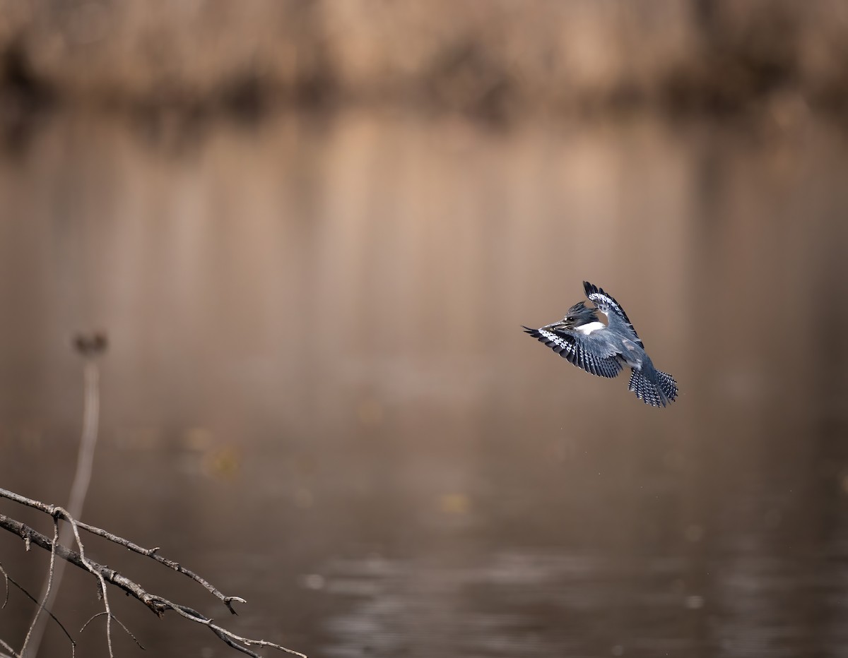 Belted Kingfisher - ML633208994