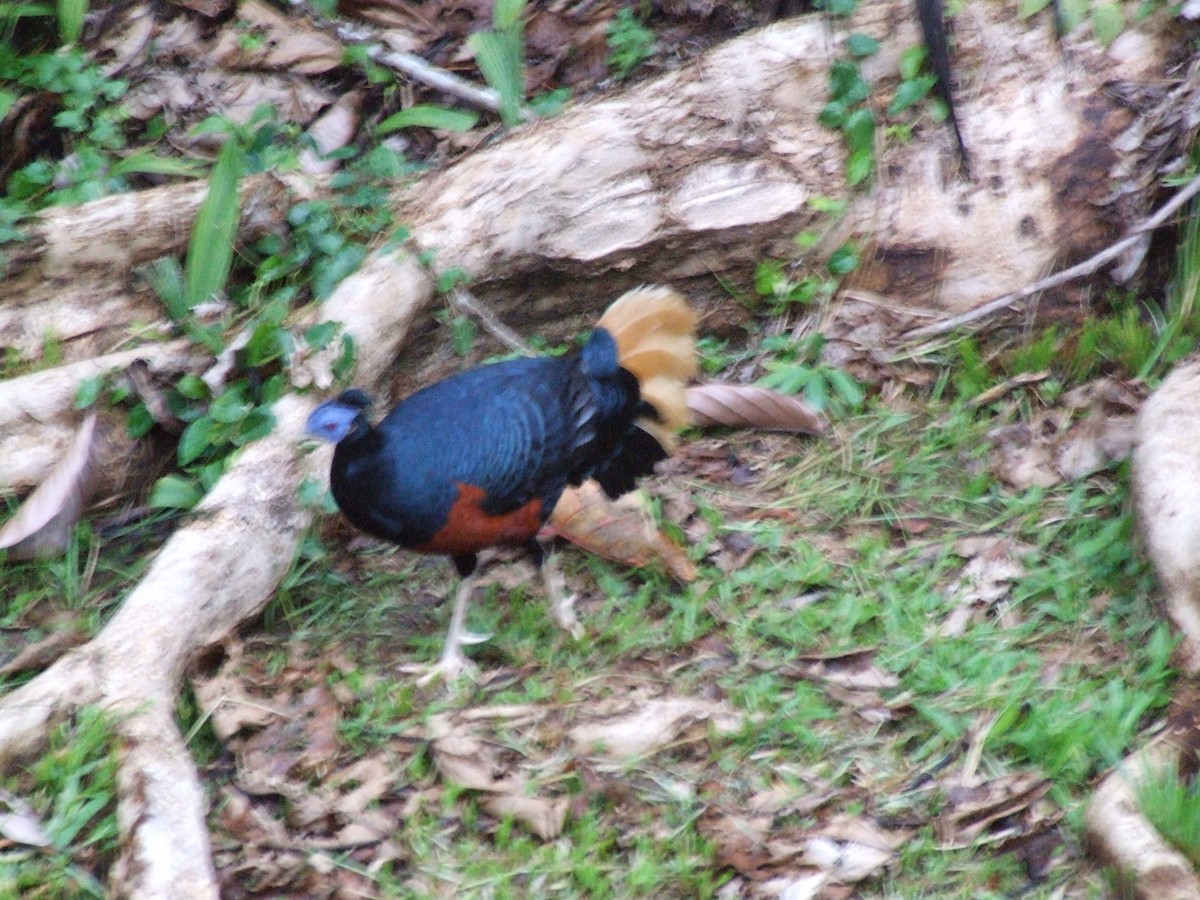 Bornean Crested Fireback - ML633209043