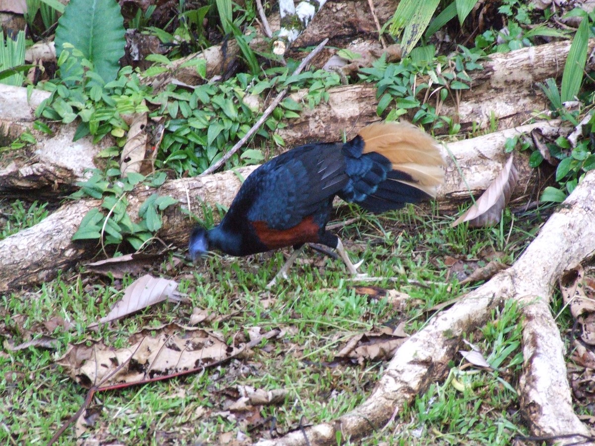 Bornean Crested Fireback - ML633209044