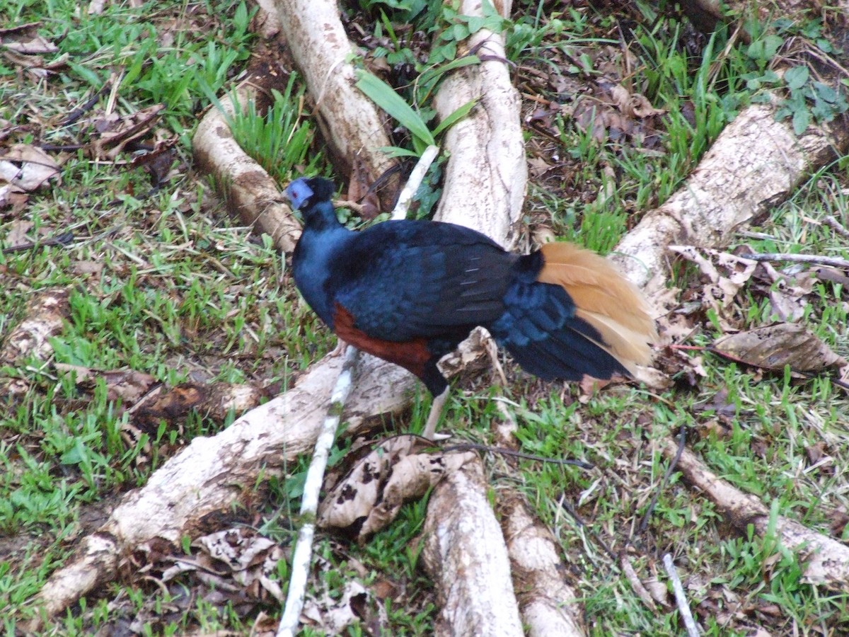 Bornean Crested Fireback - ML633209045
