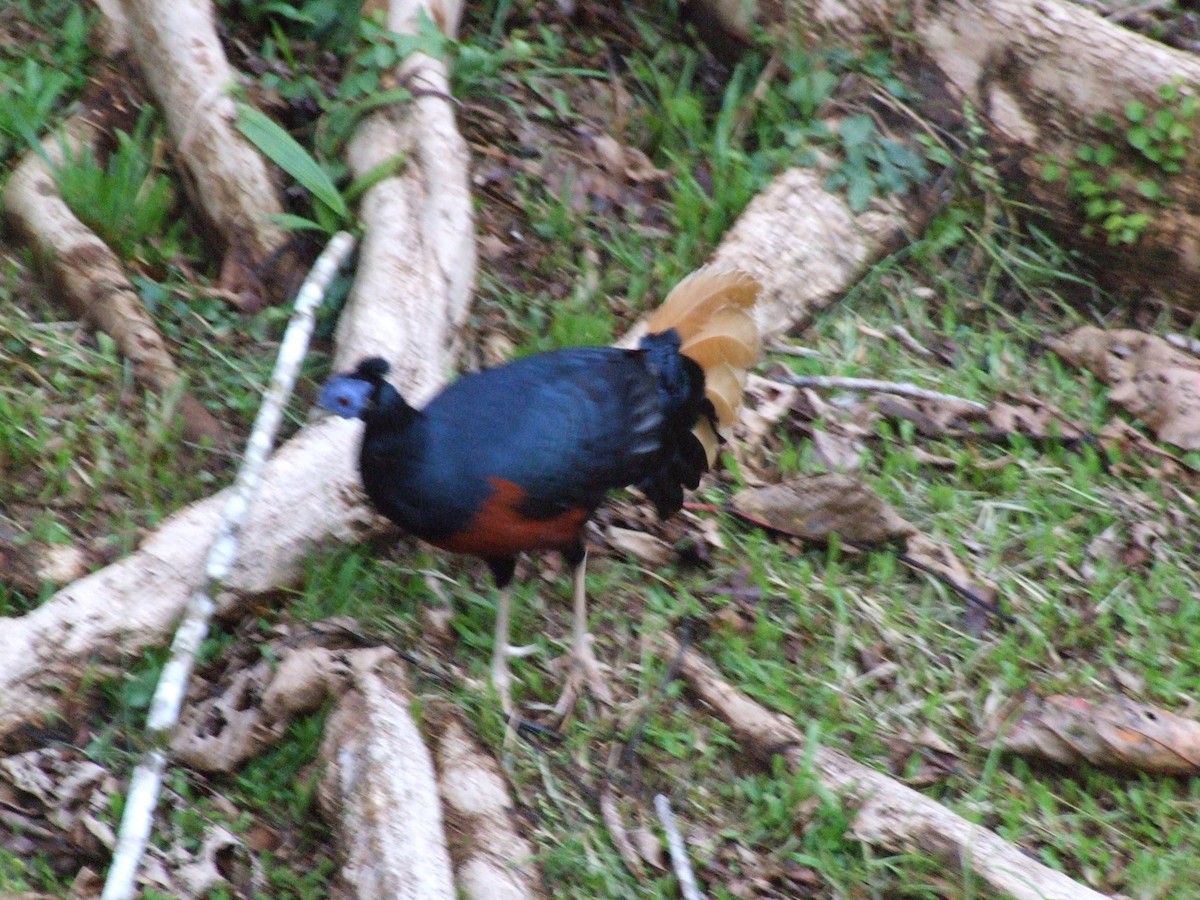 Bornean Crested Fireback - ML633209046
