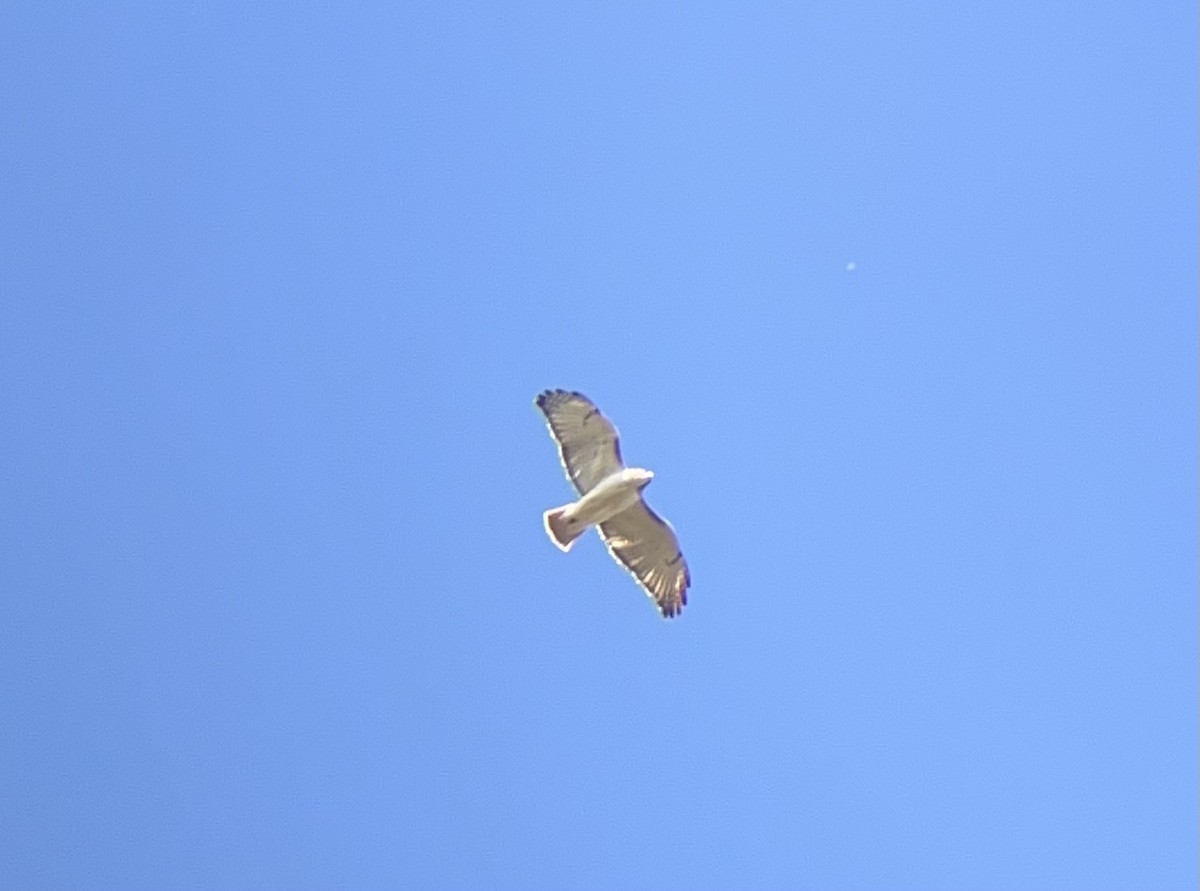 Red-tailed Hawk (Krider's) - ML633209058
