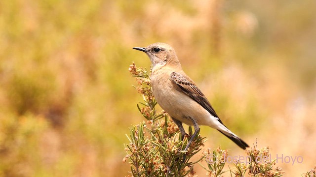Western Black-eared Wheatear - ML633209152